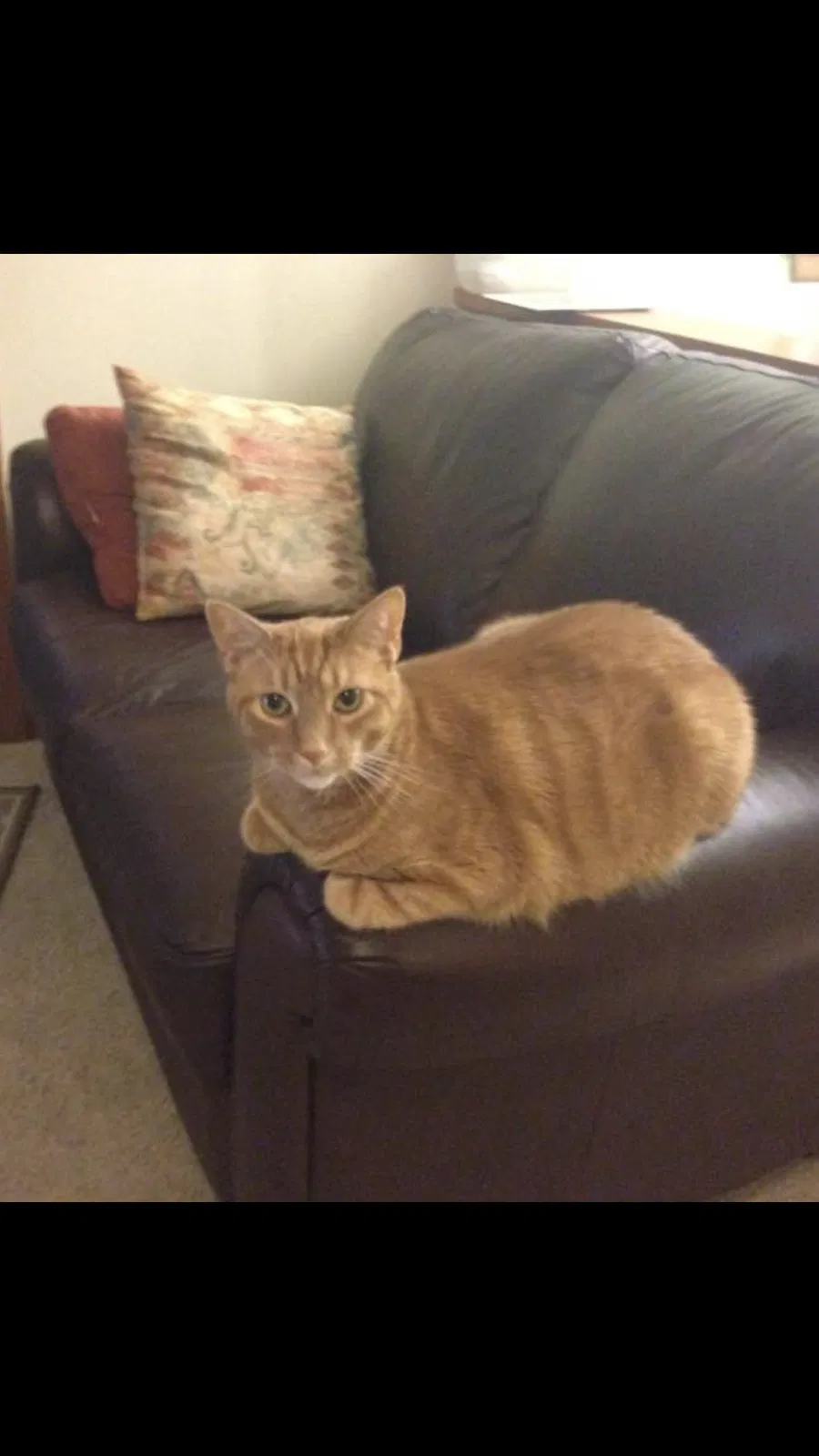 Lost cat in Bethel Park, PA, 15102