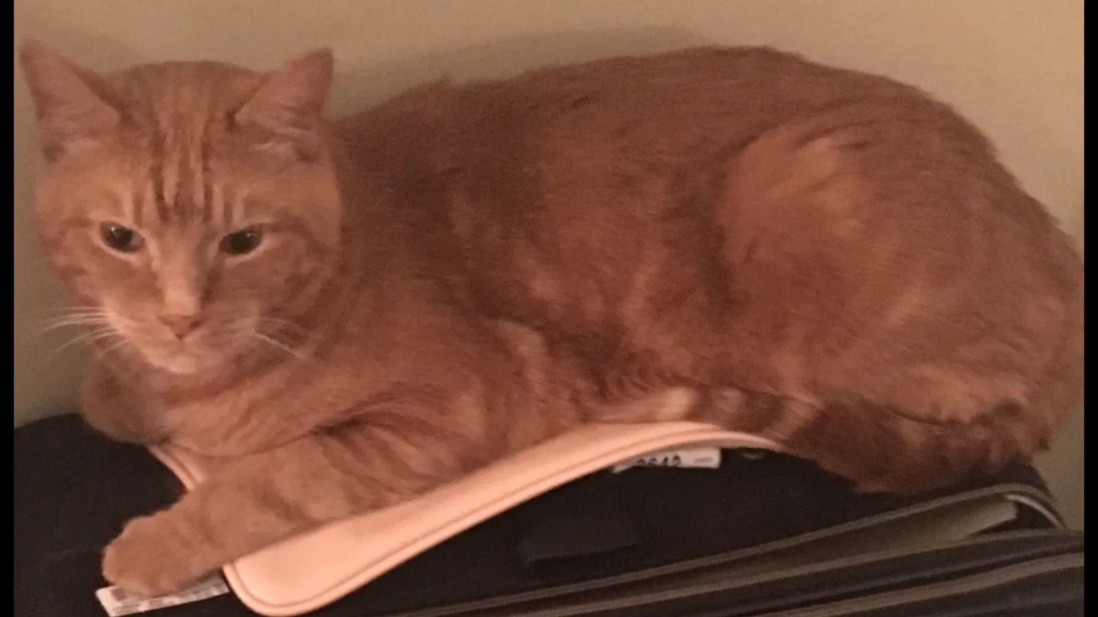 Lost cat in Concord, NC, 28025
