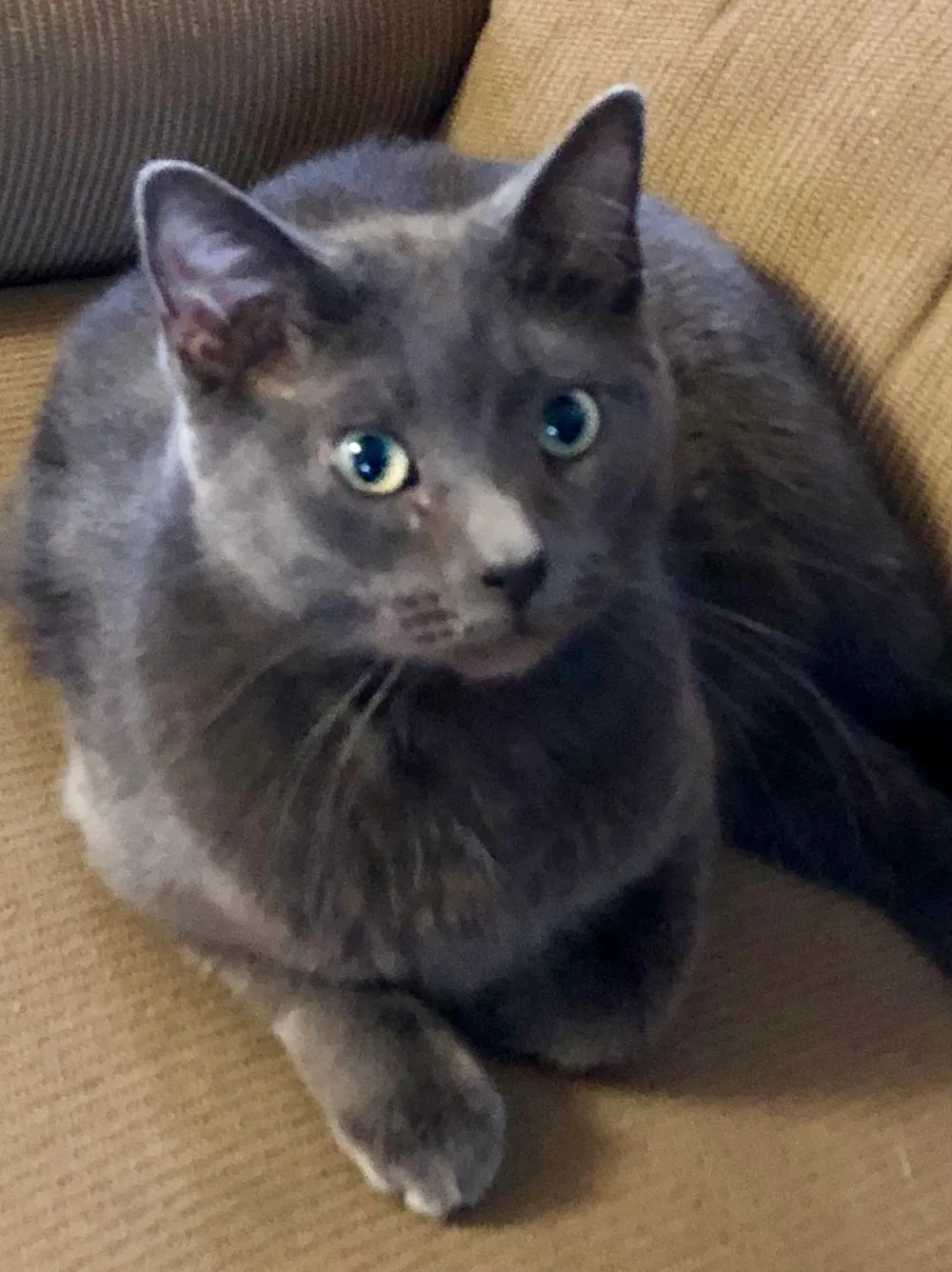 Lost cat in Sparta, WI, 54656