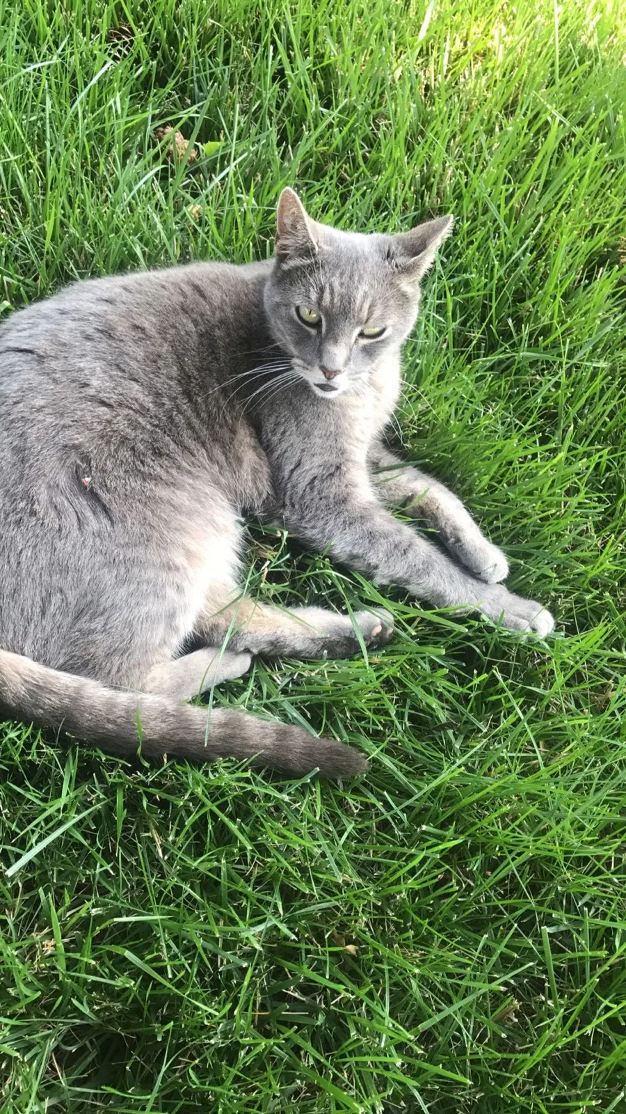 Lost cat in Salem, OR, 97302