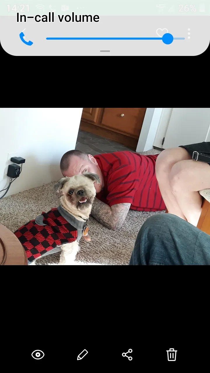 Lost dog in Spring Hill, FL, 34606