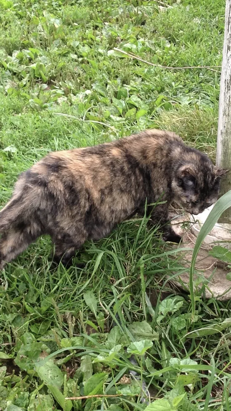Lost cat in Fort Wayne, IN, 46814