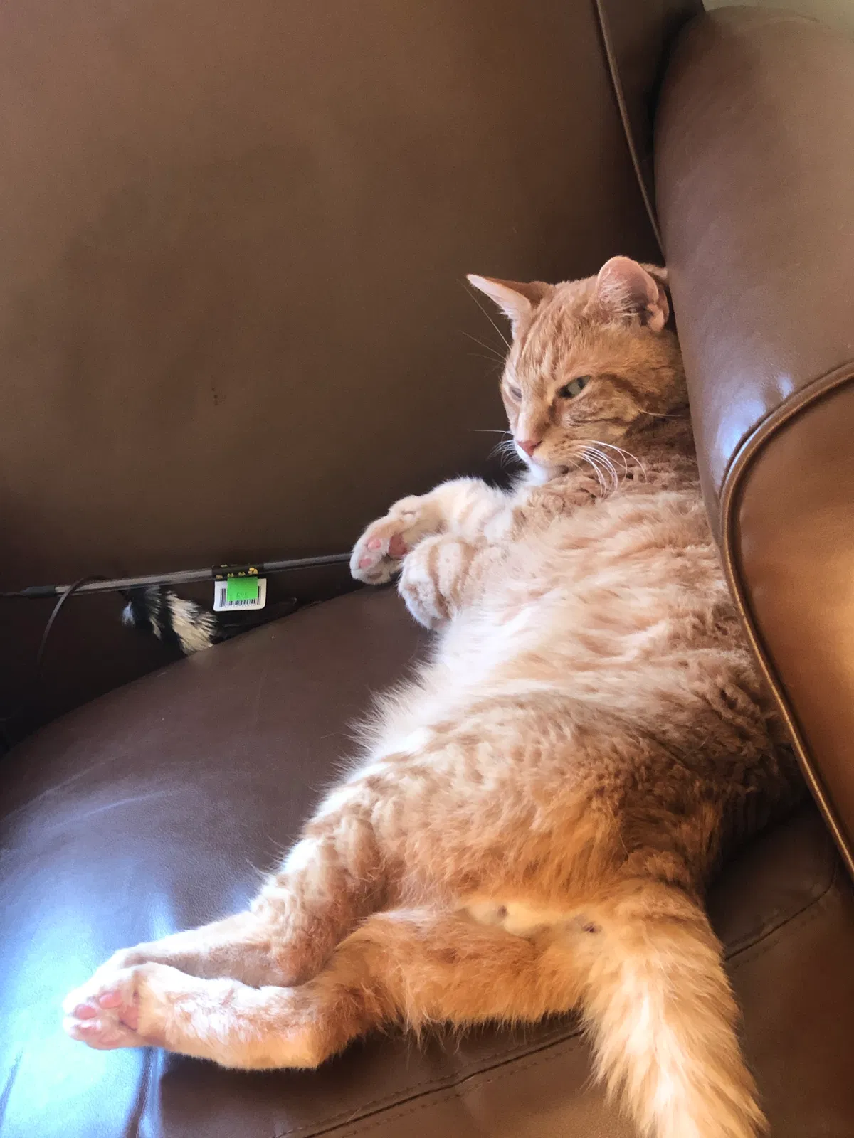 Lost cat in Madison, WI, 53711