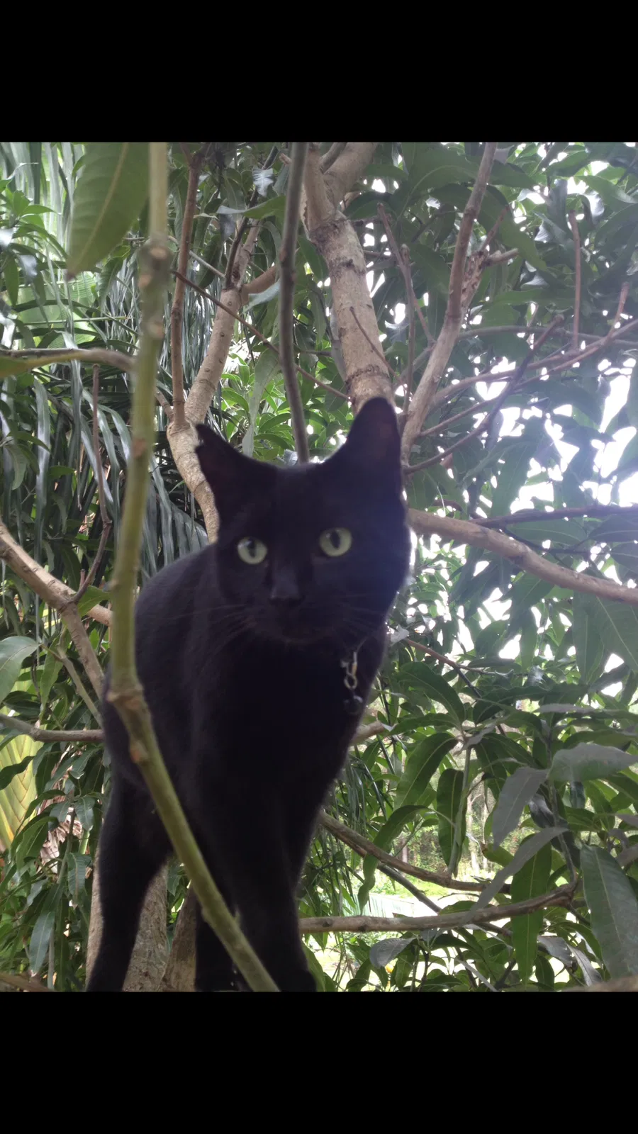 Lost cat in Port Saint Lucie, FL, 34984