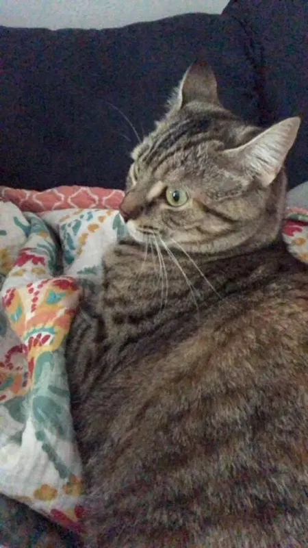 Lost cat in Lancaster, PA, 17602