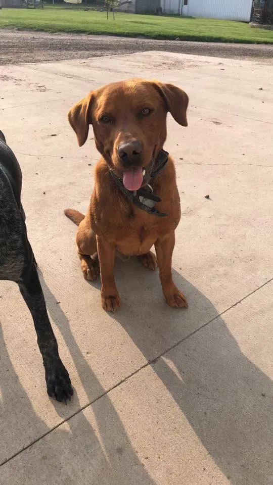 Lost dog in Humboldt, SD, 57035