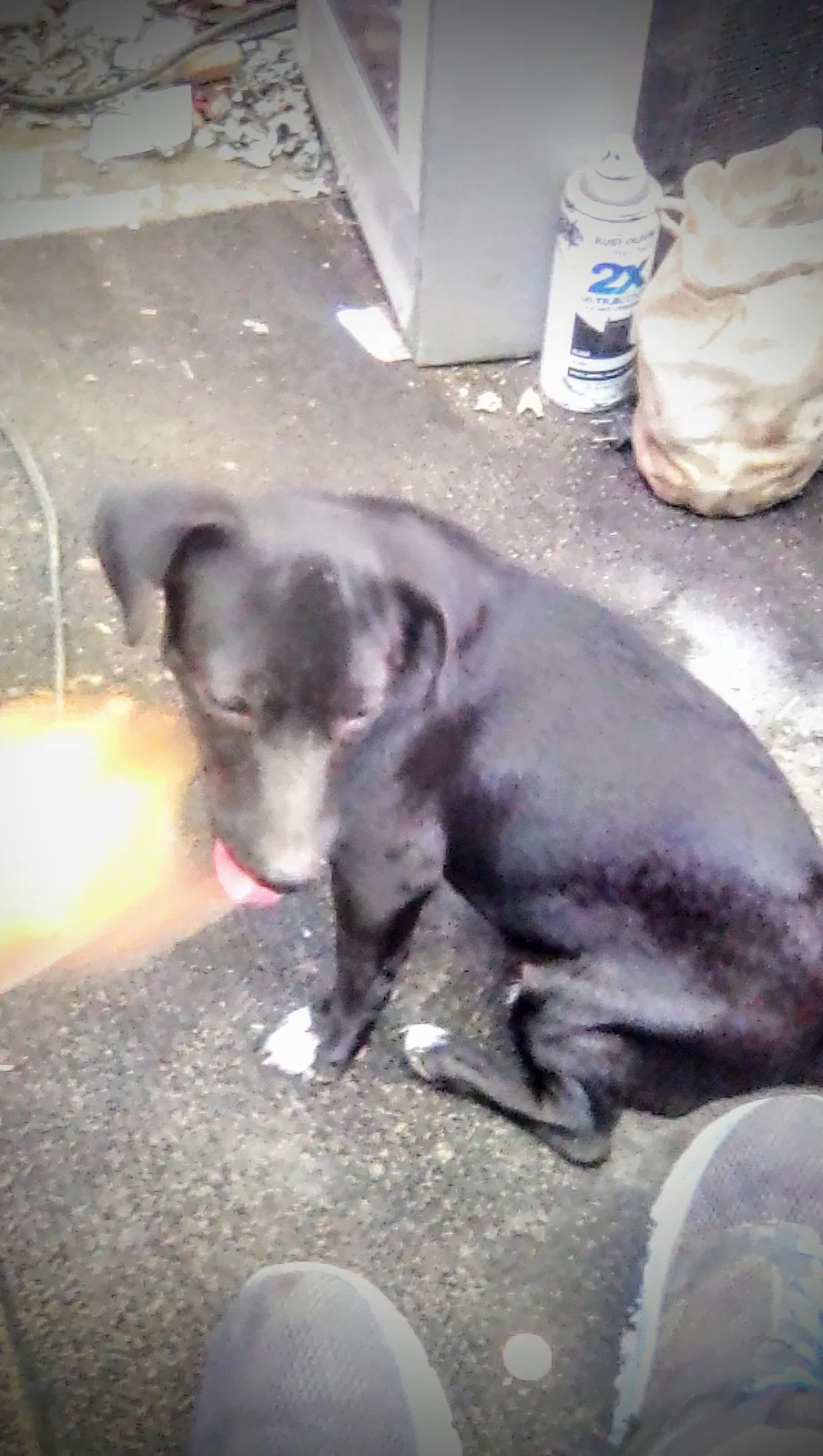 Lost dog in Fresno, CA, 93702