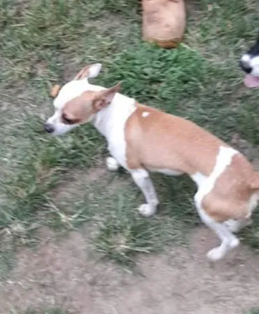 Lost dog in Marshall, TX, 75670