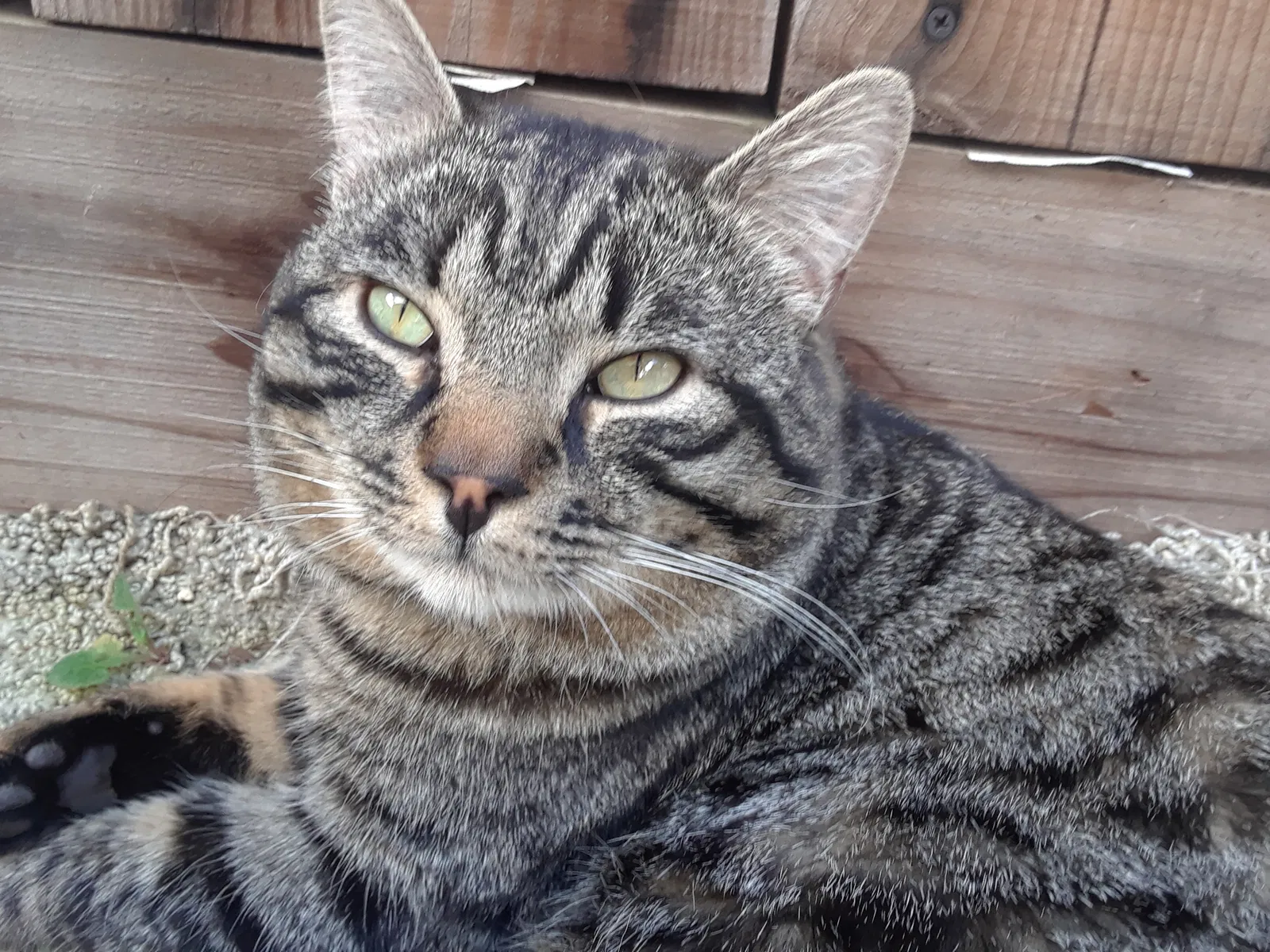 Lost cat in Riverbank, CA, 95367