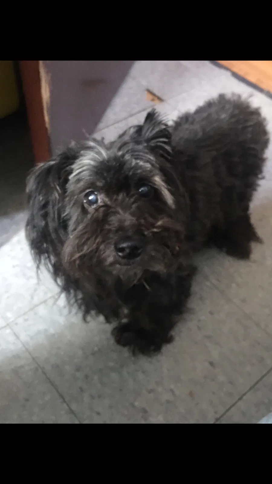Lost dog in Chicago, IL, 60639