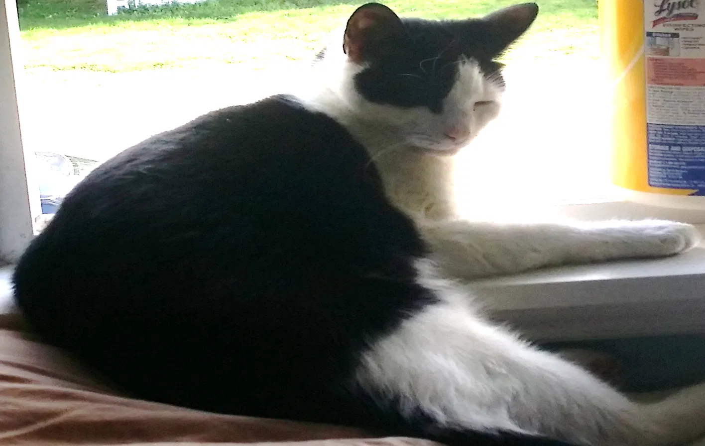 Lost cat in Snoqualmie, WA, 98065