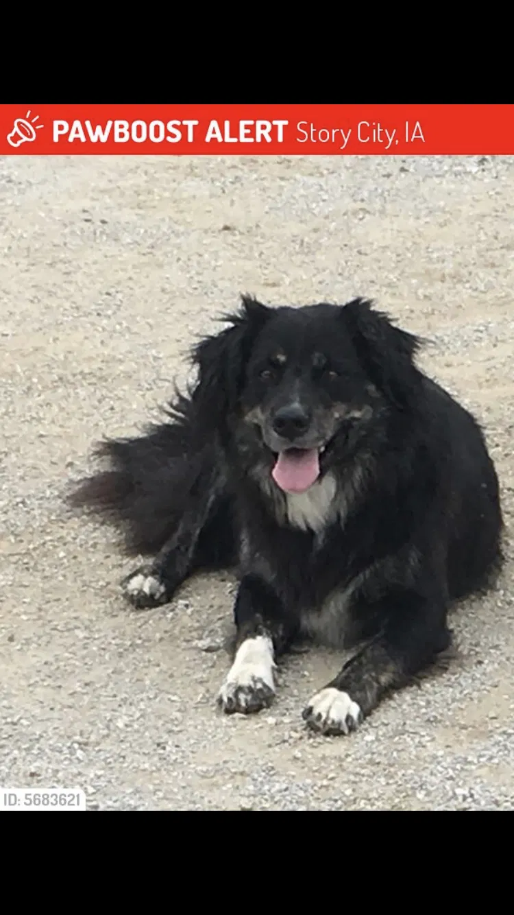 Lost dog in Story City, IA, 50248