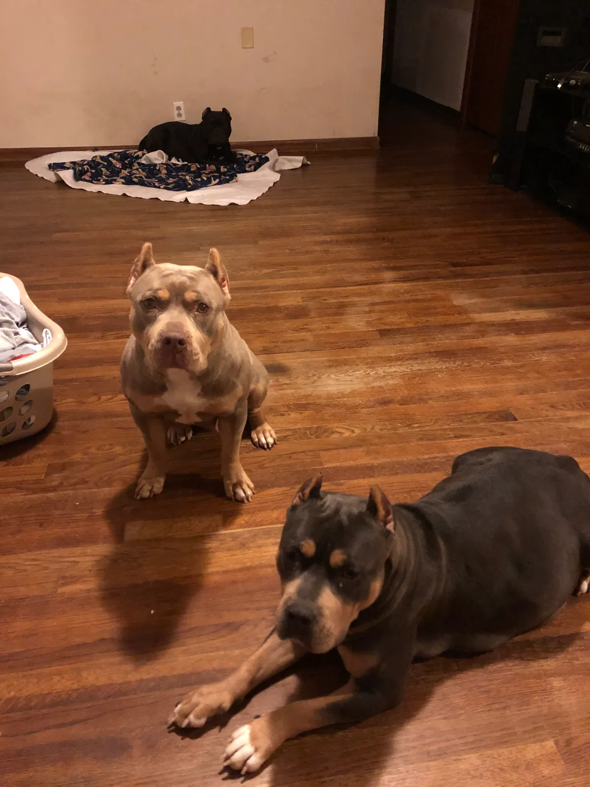 Lost dog in Indianapolis, IN, 46203