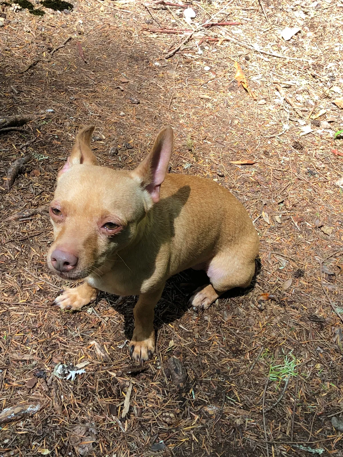 Lost dog in Port Orchard, WA, 98366