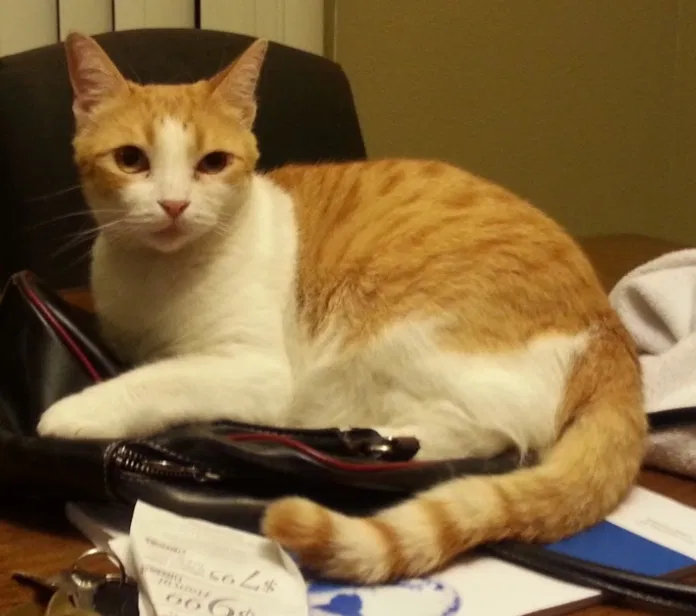 Lost cat in Glendale, AZ, 85304