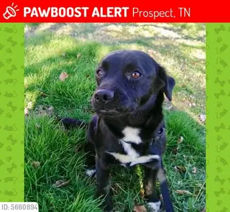 Lost dog in Prospect, TN, 38477