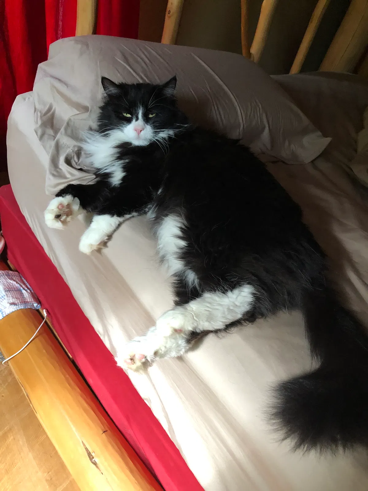Lost cat in Middletown, OH, 45042