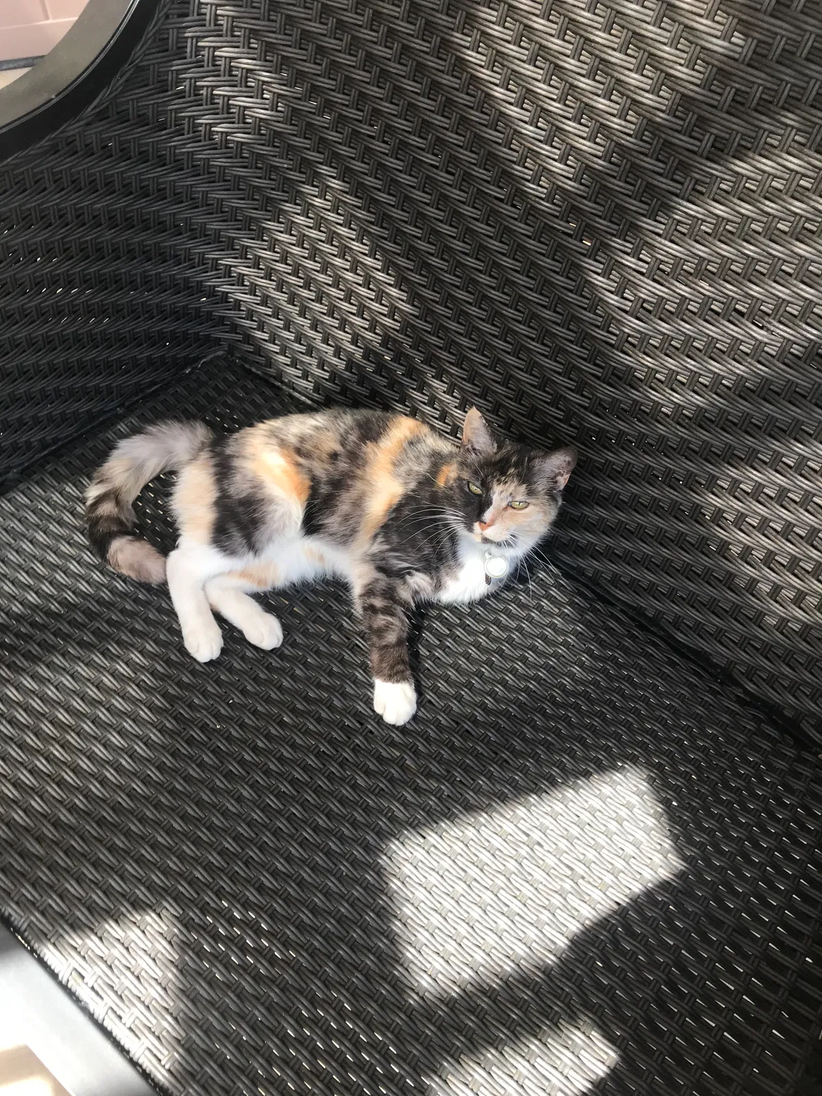 Lost cat in Chula Vista, CA, 91913