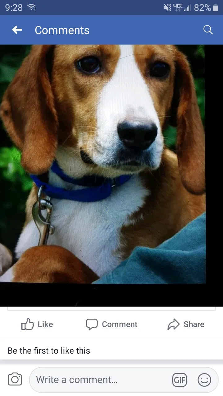 Lost dog in Meherrin, VA, 23954