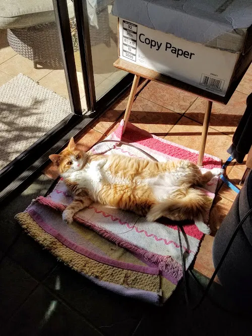 Lost cat in Kihei, HI, 96753