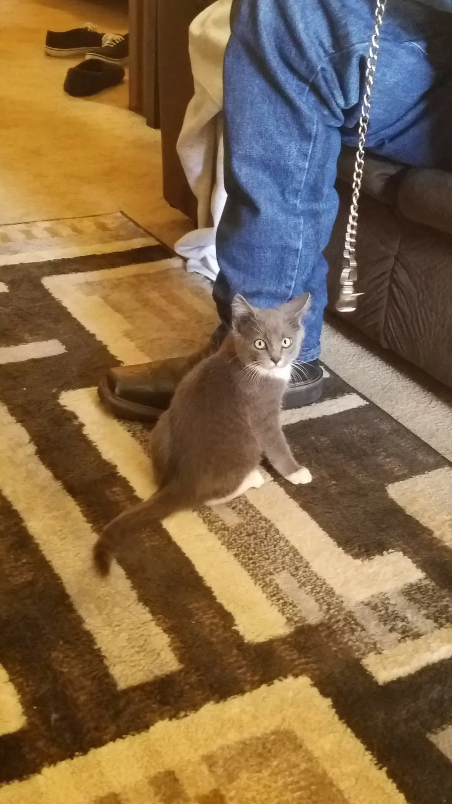 Lost cat in Brighton, CO, 80602