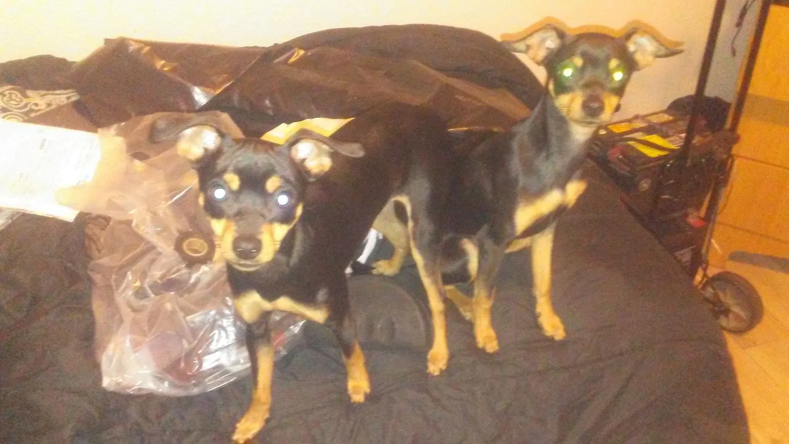 Lost dog in Honolulu, HI, 96811