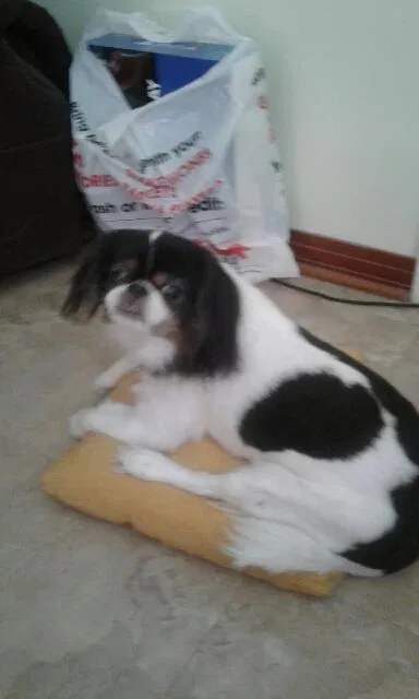 Lost dog in Tampa, FL, 33612