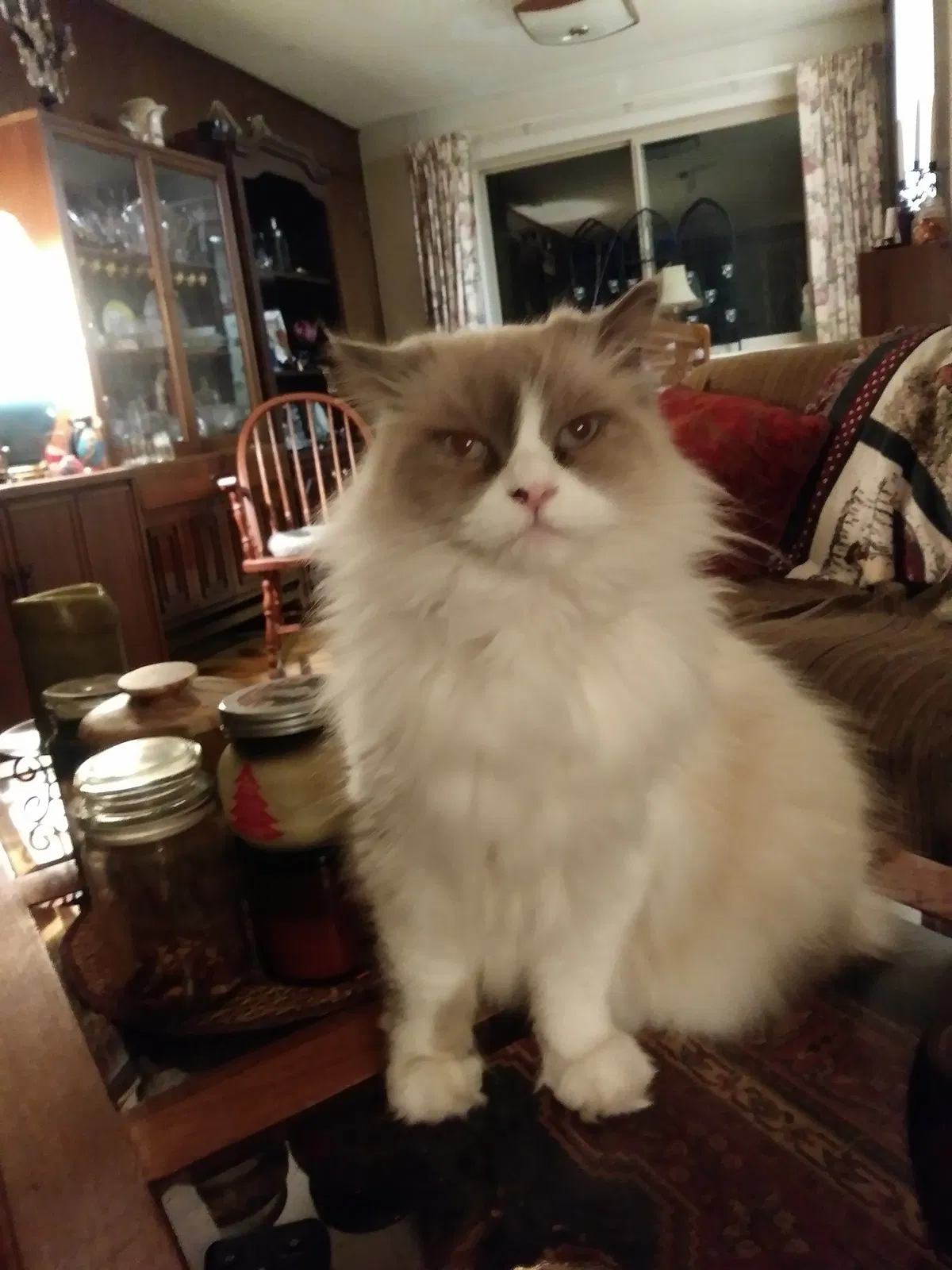 Lost cat in Renton, WA, 98059