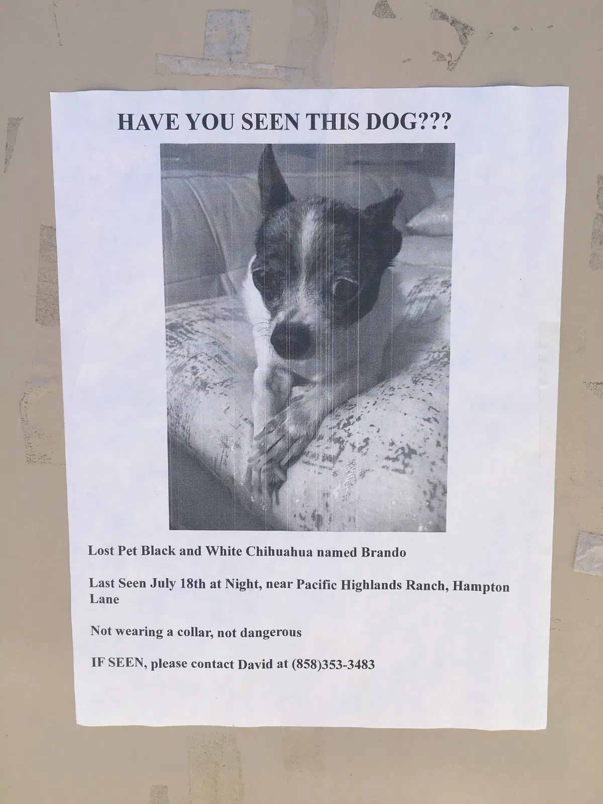 Lost dog in San Diego, CA, 92130