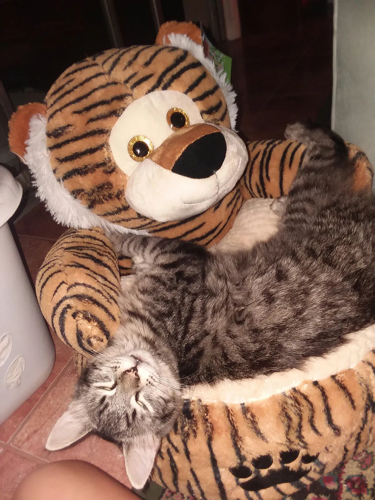 Lost cat in Port Charlotte, FL, 33952