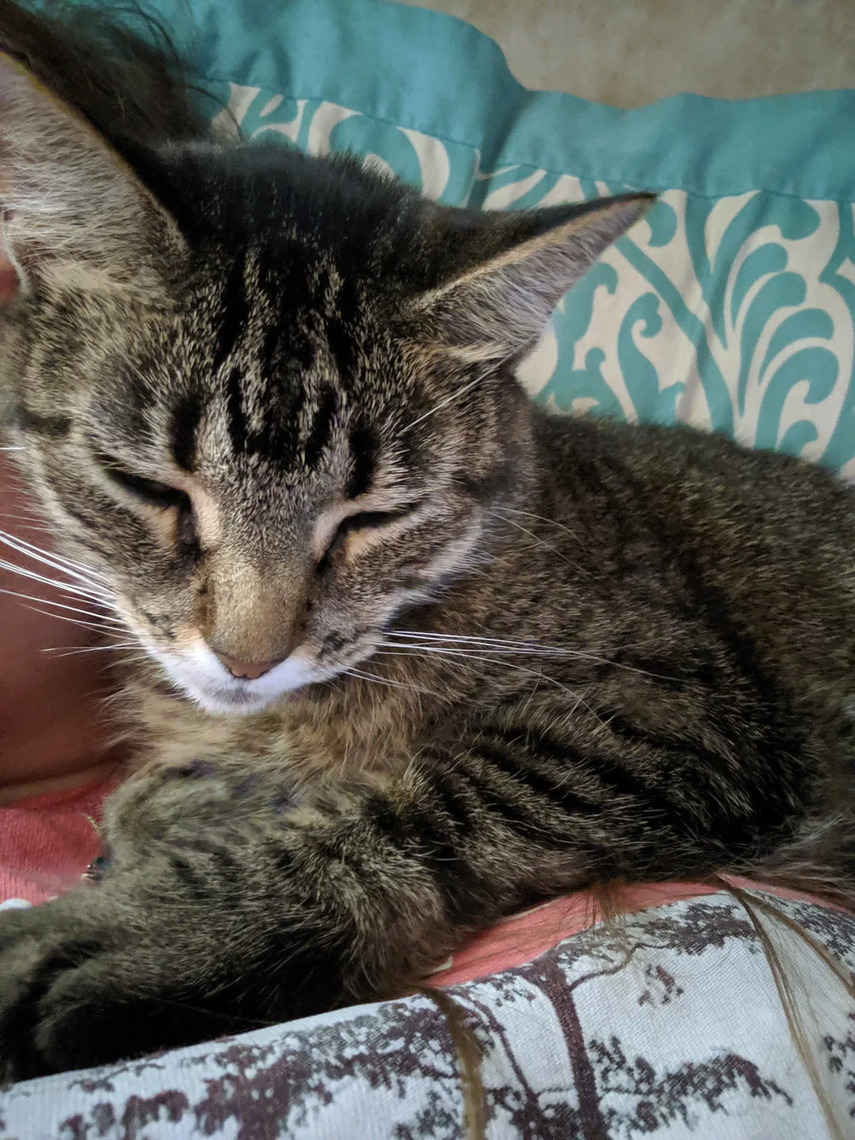 Lost cat in Colorado Springs, CO, 80907