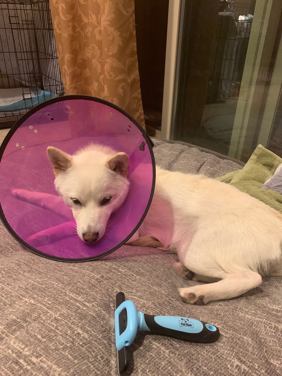 Lost dog in Lake Elsinore, CA, 92532