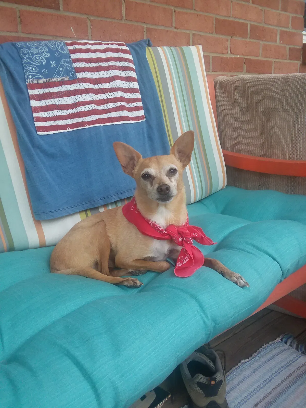 Lost dog in Fayetteville, NC, 28303
