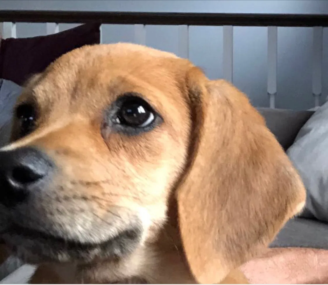 Lost dog in Harrisburg, PA, 17113