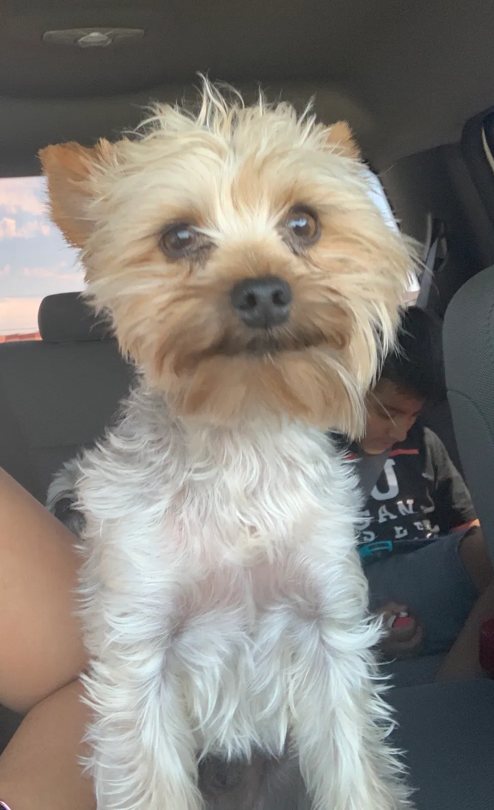 Lost dog in El Paso, TX, 79936