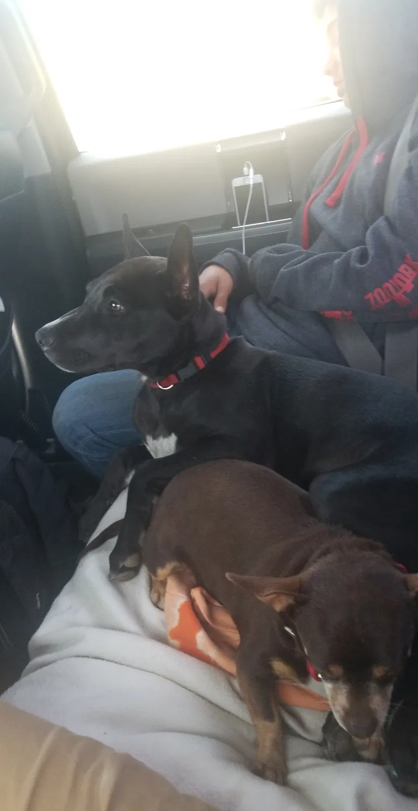 Lost dog in Hayward, CA, 94541