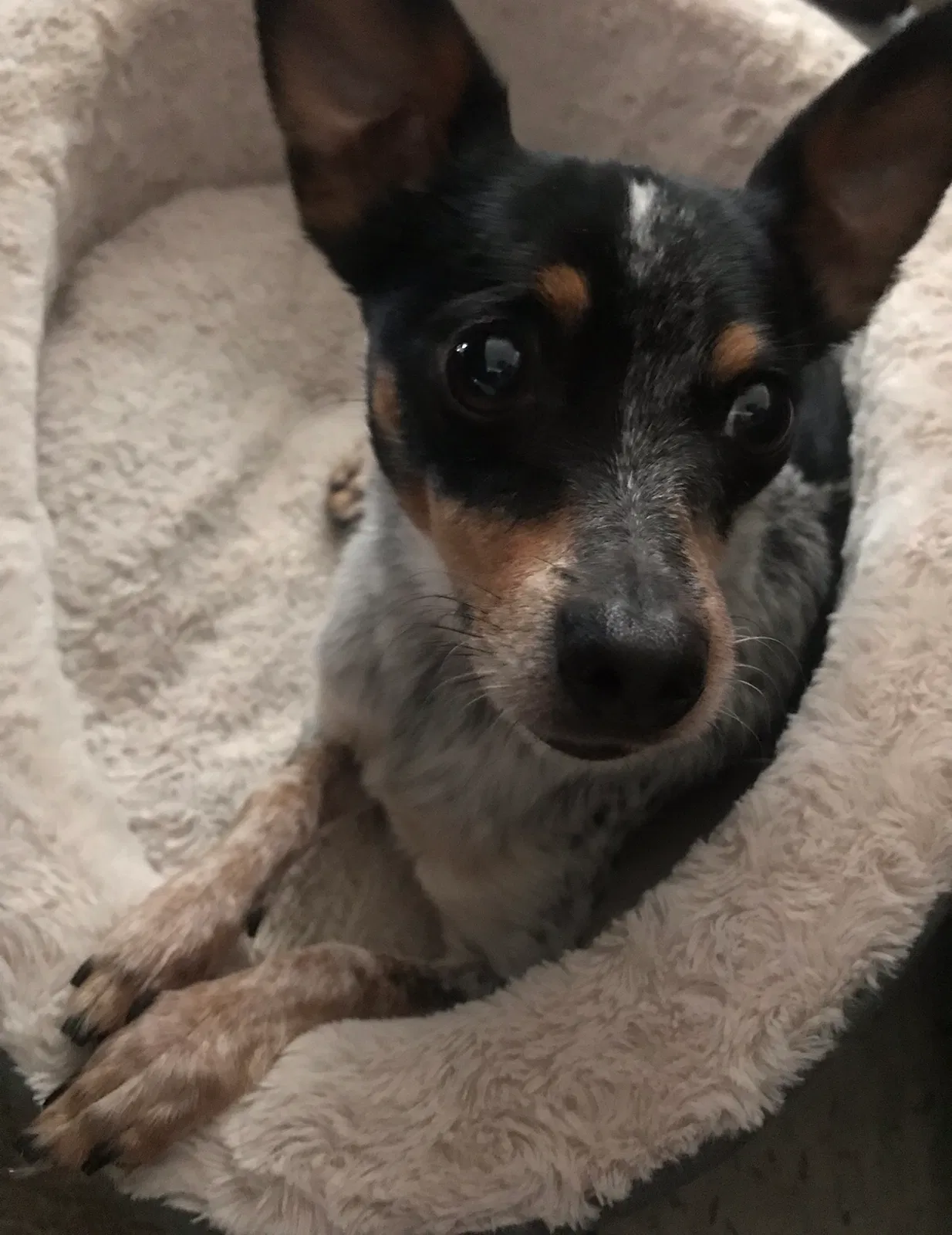 Lost dog in El Paso, TX, 79904