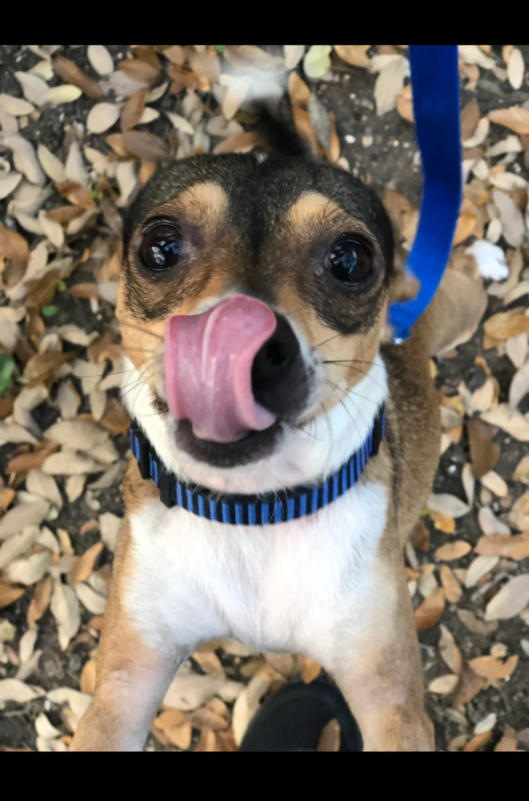 Lost dog in Corpus Christi, TX, 78415