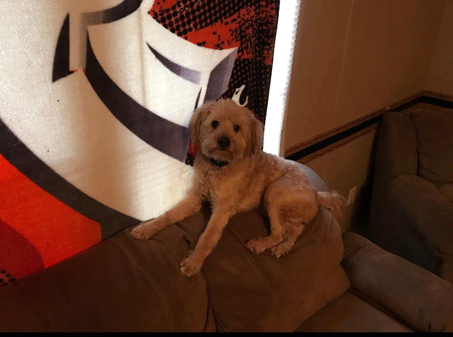 Lost dog in Denver, CO, 80221