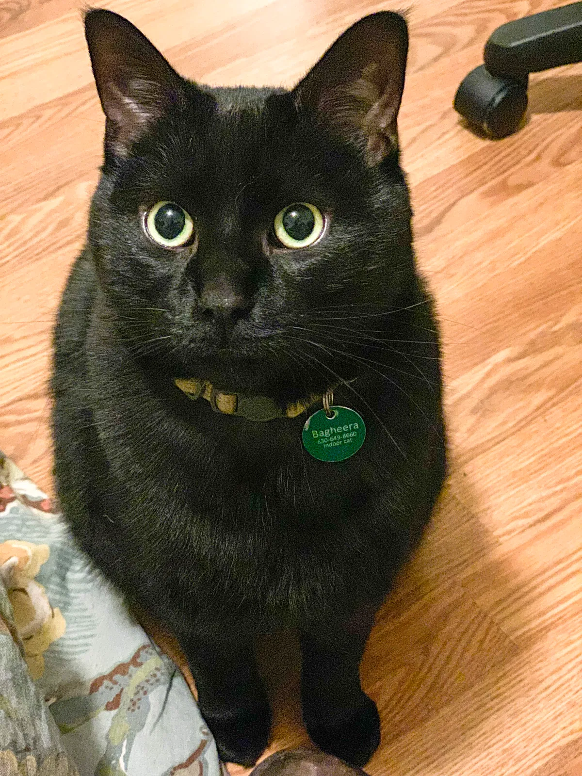 Lost cat in Aurora, IL, 60505