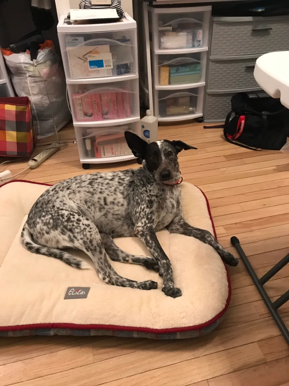 Lost dog in Jersey City, NJ, 7306