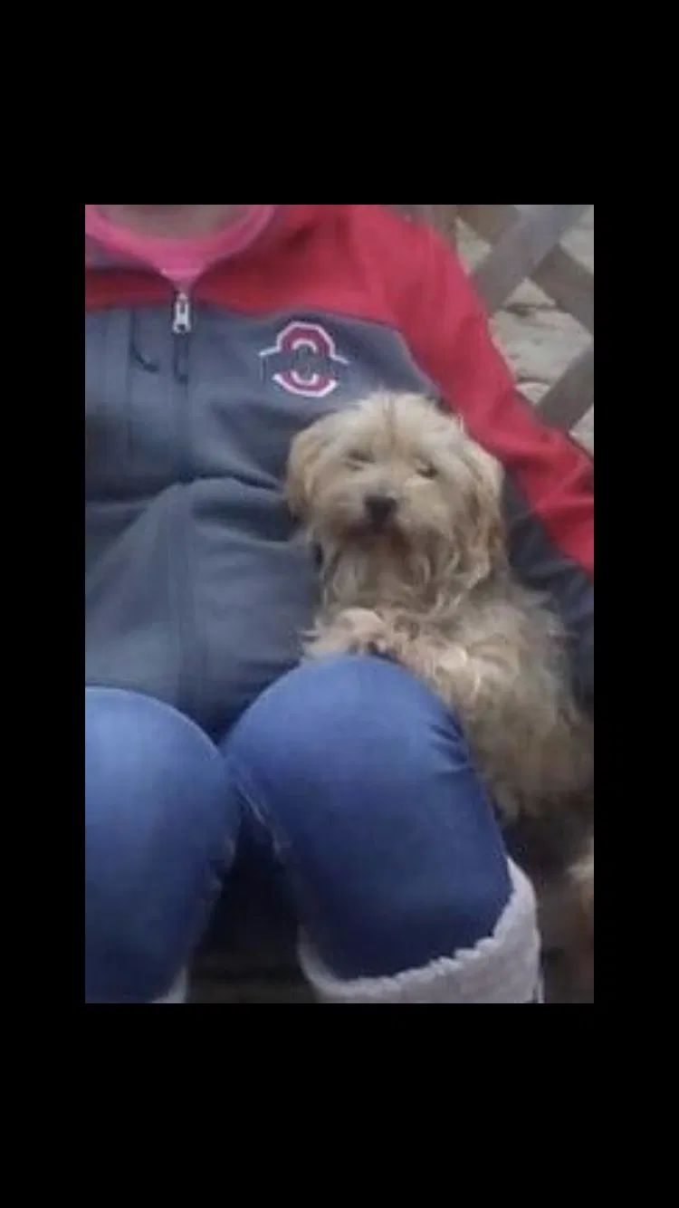 Lost dog in Reynoldsburg, OH, 43068