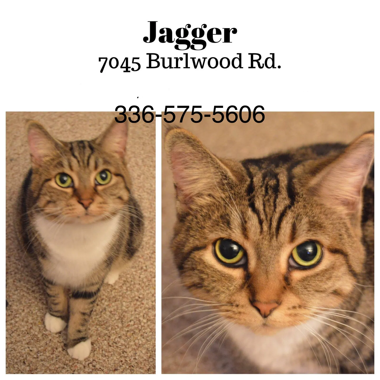 Lost cat in Charlotte, NC, 28211