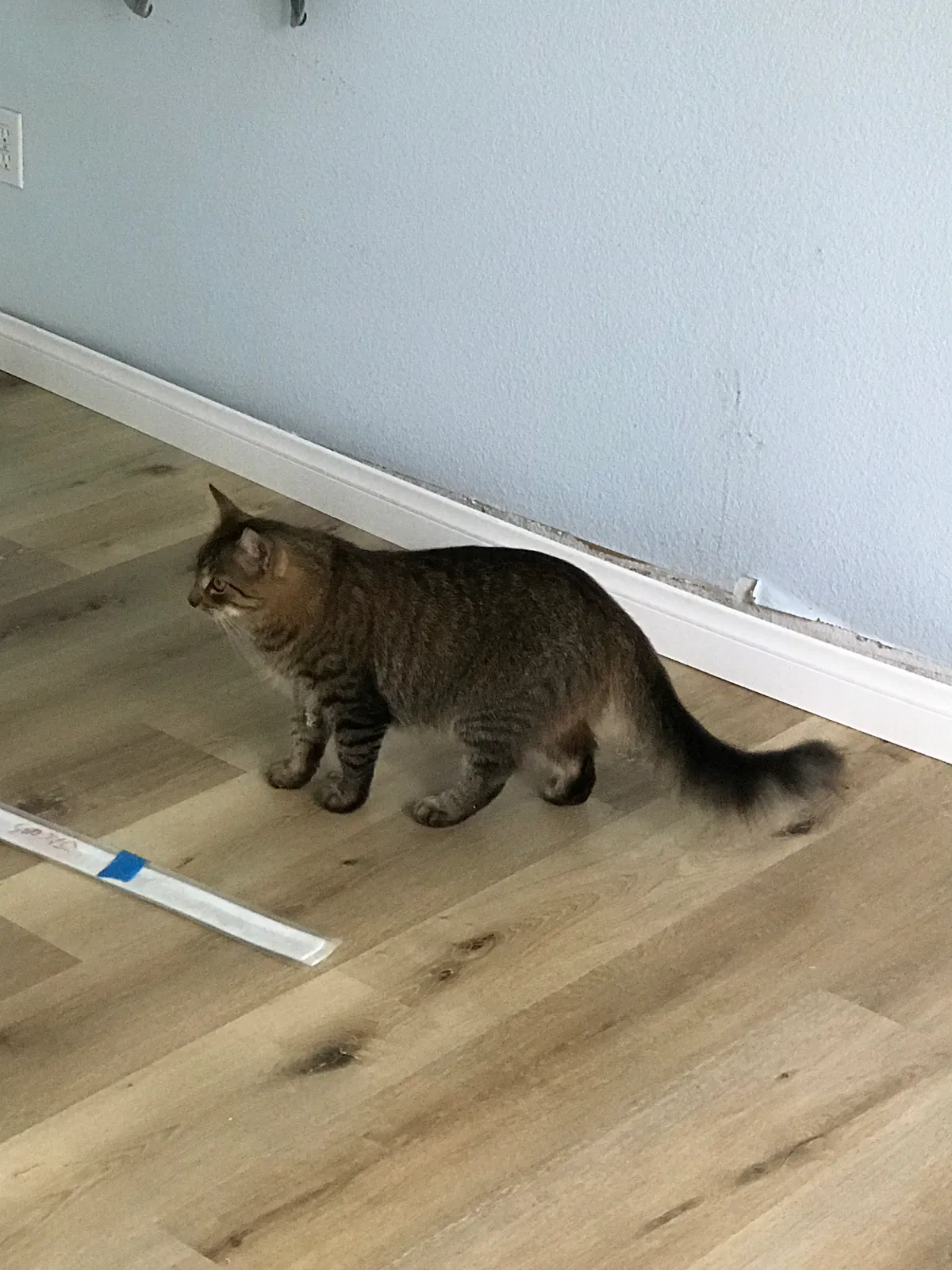 Lost cat in Spring Valley, CA, 91977