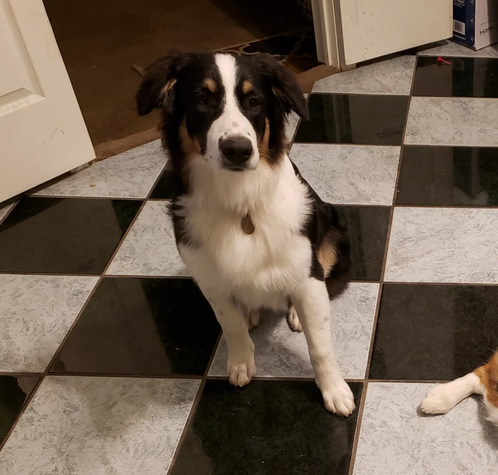 Lost dog in El Paso, TX, 79915