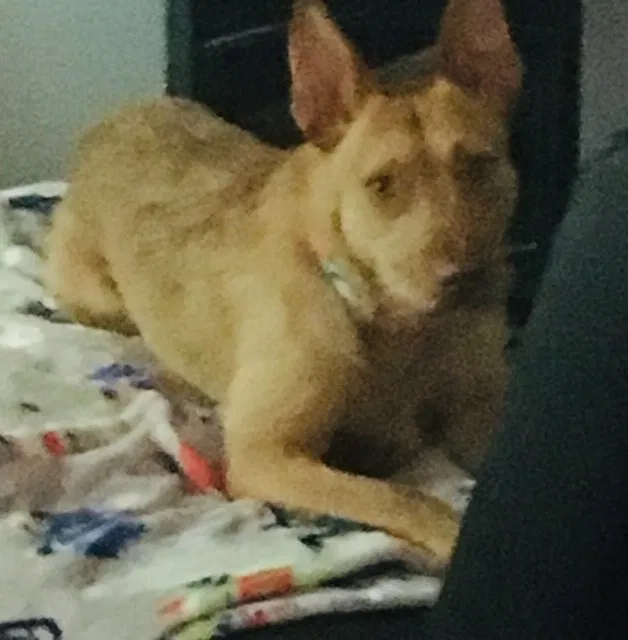 Lost dog in Portland, OR, 97211