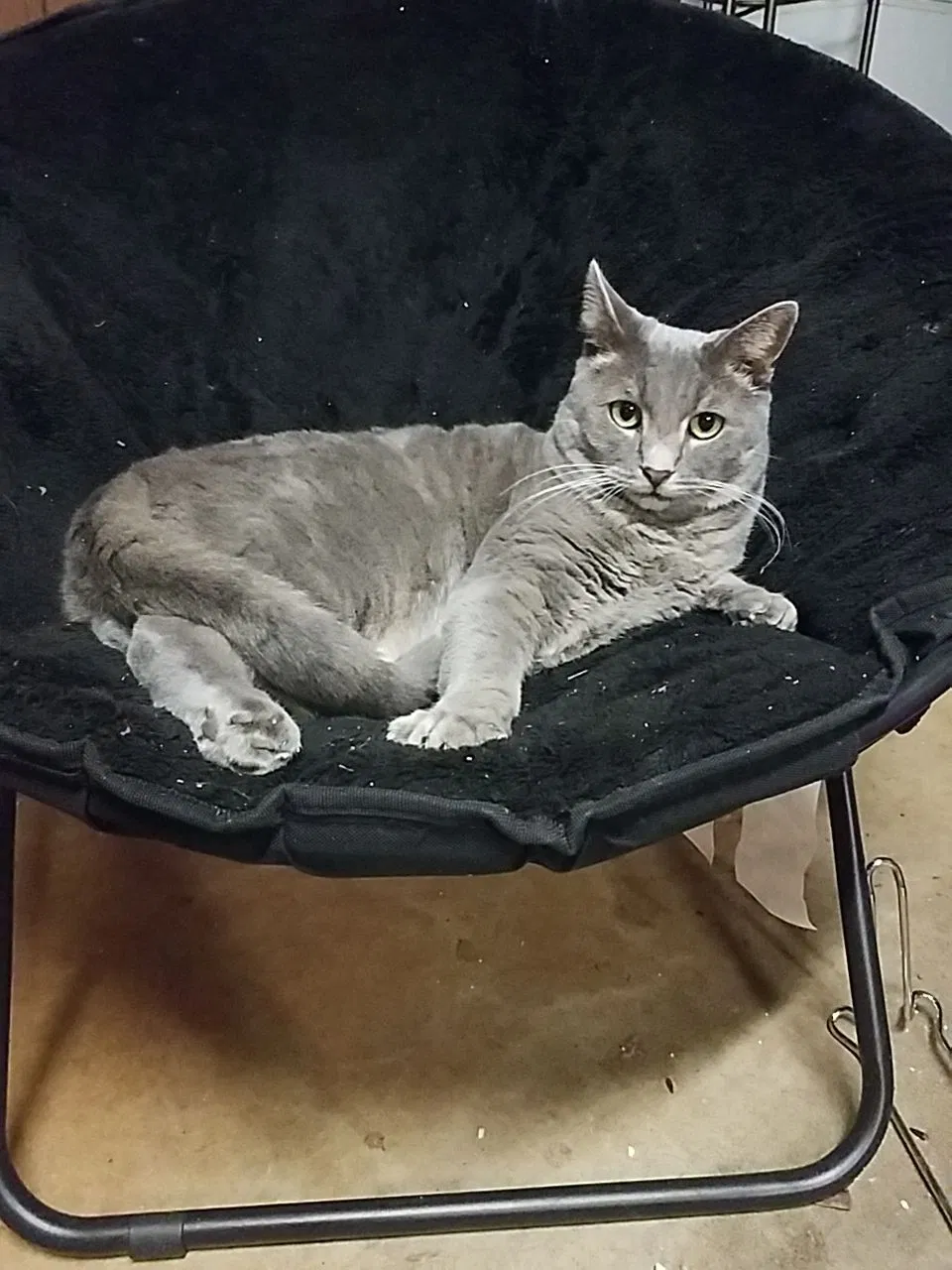 Lost cat in Newton, NC, 28658