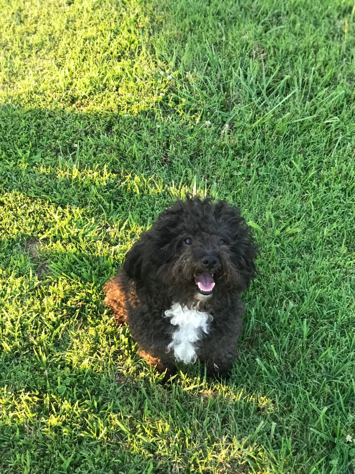 Lost dog in Alexandria, PA, 16611