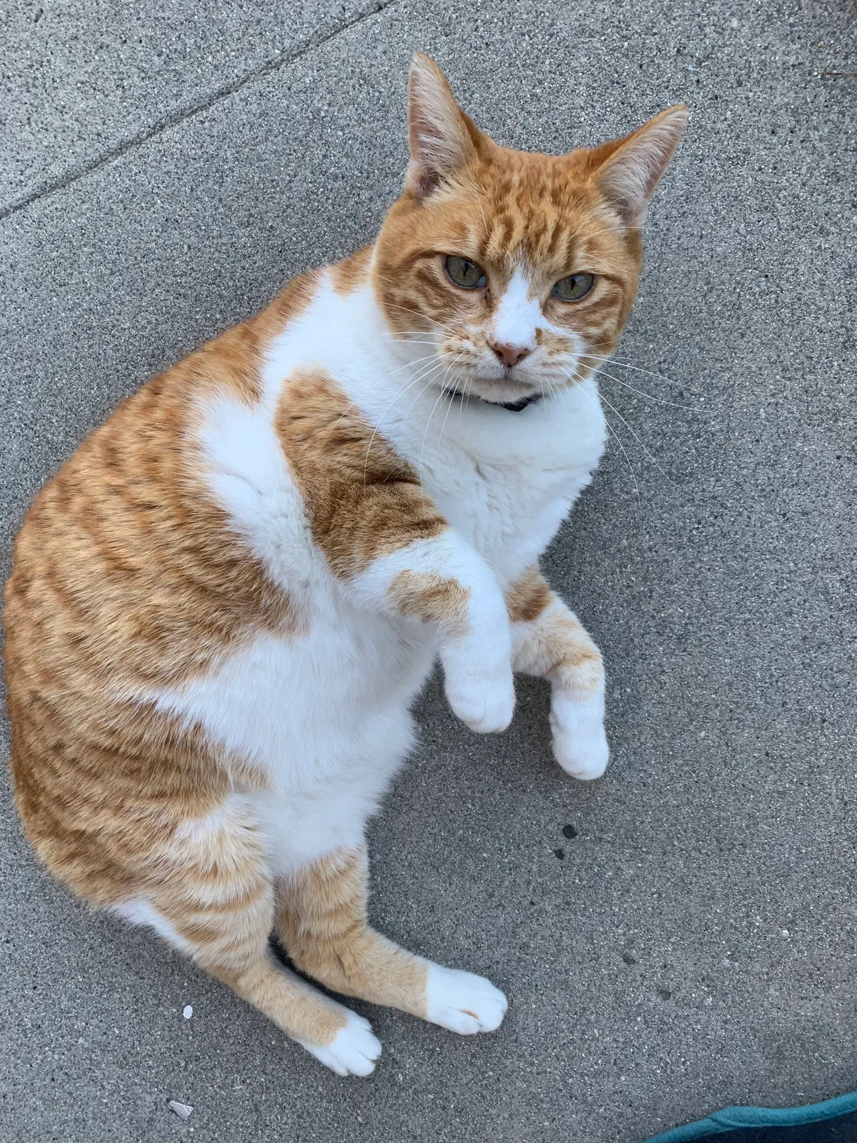 Lost cat in Torrance, CA, 90502