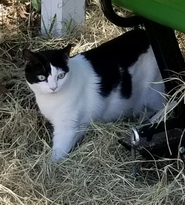 Lost cat in Magnolia, TX, 77354